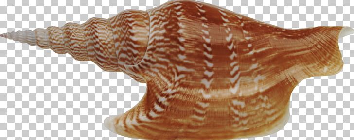 Seashell Conchology File Formats PNG, Clipart, Animal Figure, Animals, Artifact, Conch, Conchology Free PNG Download