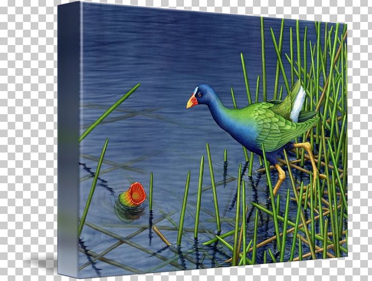 Bird Beak Goose Crane Cygnini PNG, Clipart, American Purple Gallinule, Anatidae, Animals, Beak, Bird Free PNG Download