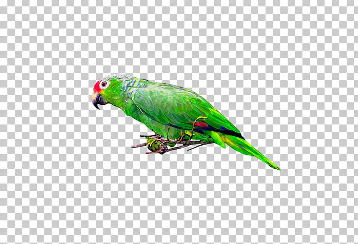 Bird Parakeet Postales Originales/Making Cards PNG, Clipart, Animals, Beak, Bird, Cari, Common Pet Parakeet Free PNG Download