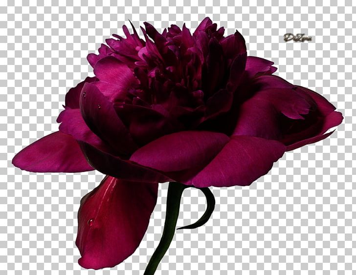 Fine-art Photography Photographer PNG, Clipart, Artist, Cut Flowers, Fas, Fashion, Flower Free PNG Download