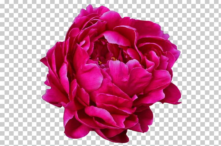 Garden Roses Chinese Peony Common Peony PNG, Clipart, Blanket, Chinese Peony, Common Peony, Cut Flowers, Flower Free PNG Download