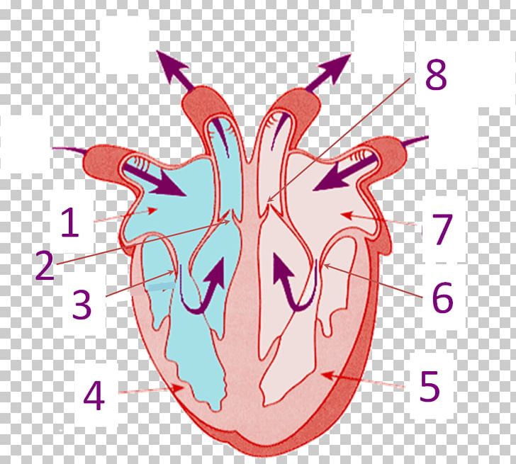 Heart Human Anatomy Human Body Circulatory System PNG, Clipart, Anatomy, Art, Blood Vessel, Bone, Cephalic Vein Free PNG Download
