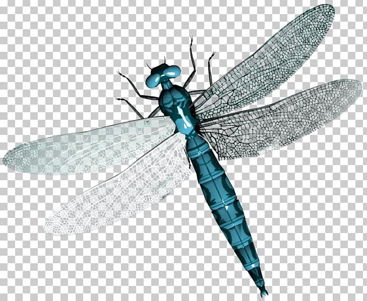 Insect Dragonfly PNG, Clipart, Animals, Arthropod, Desktop Wallpaper, Dragonflies And Damseflies, Dragonfly Free PNG Download