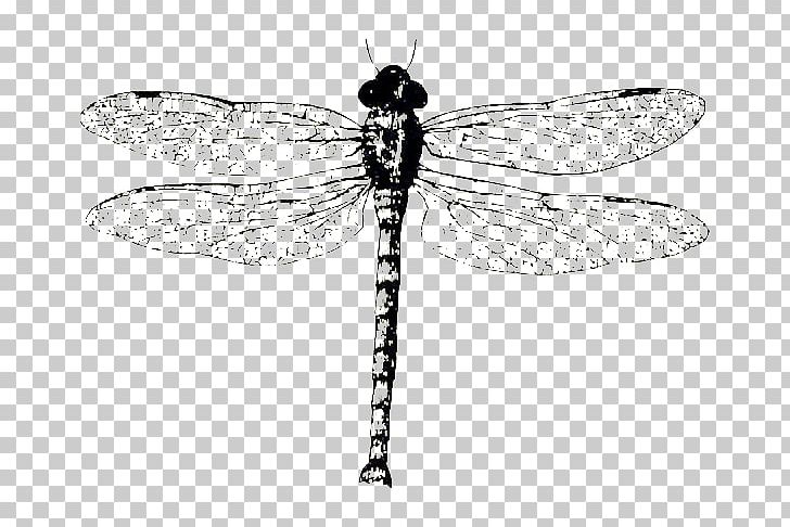 Biological Specimen Monochrome Black And White PNG, Clipart, Arthropod, Biological Specimen, Black And White, Dragonfly Wings, Dragonfly With Flower Free PNG Download