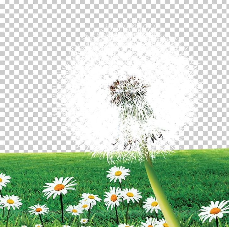 Dandelion Flower Meadow PNG, Clipart, Computer Wallpaper, Daisy, Daisy Family, Dandelion Flower, Dandelions Free PNG Download
