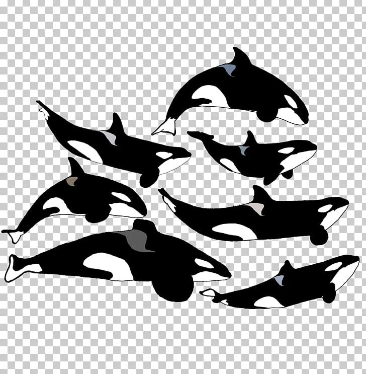 Dolphin SeaWorld Orlando Tilikum Katina Killer Whale PNG, Clipart, Black, Black And White, Dawn Brancheau, Dolphin, Family Free PNG Download