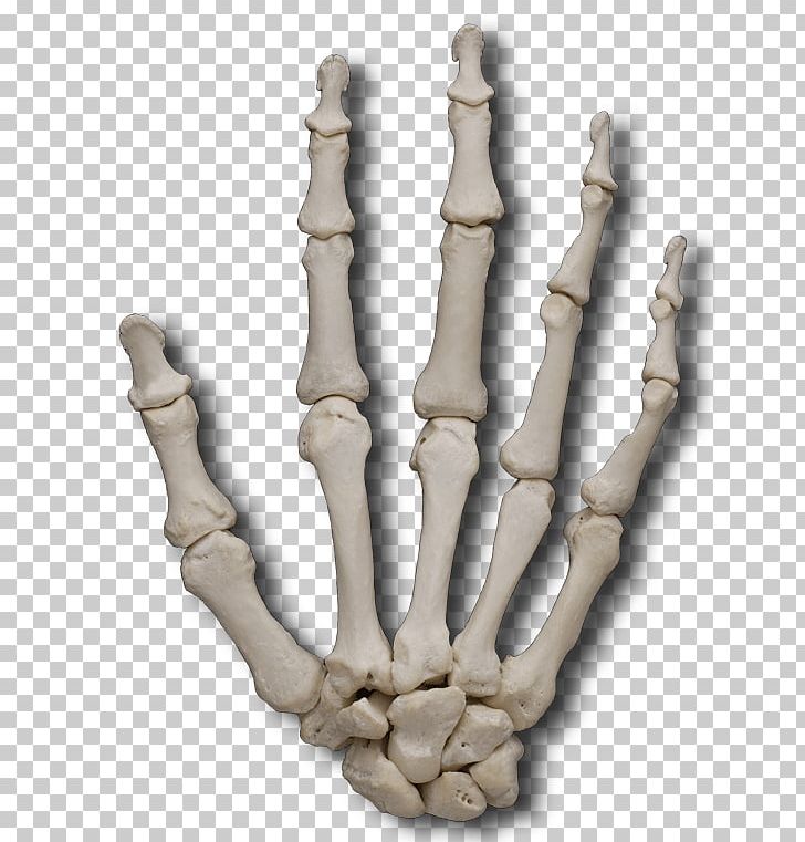Finger Metacarpal Bones Phalanx Bone PNG, Clipart, Anatomy, Arm, Body, Bone, Bones Free PNG Download