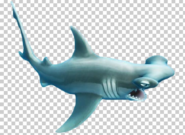 hungry shark evolution map hammerhead