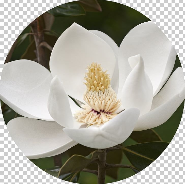 Southern Magnolia Magnolia Stellata Flower Tree Evergreen PNG, Clipart, Bay Laurel, Dishware, Evergreen, Flower, Flowering Plant Free PNG Download