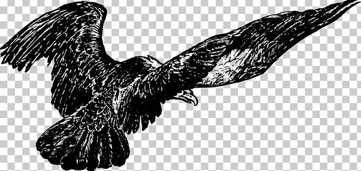 Bald Eagle Windows Metafile Buzzard Hawk PNG, Clipart, Accipitriformes, Animals, Bald Eagle, Beak, Bird Free PNG Download