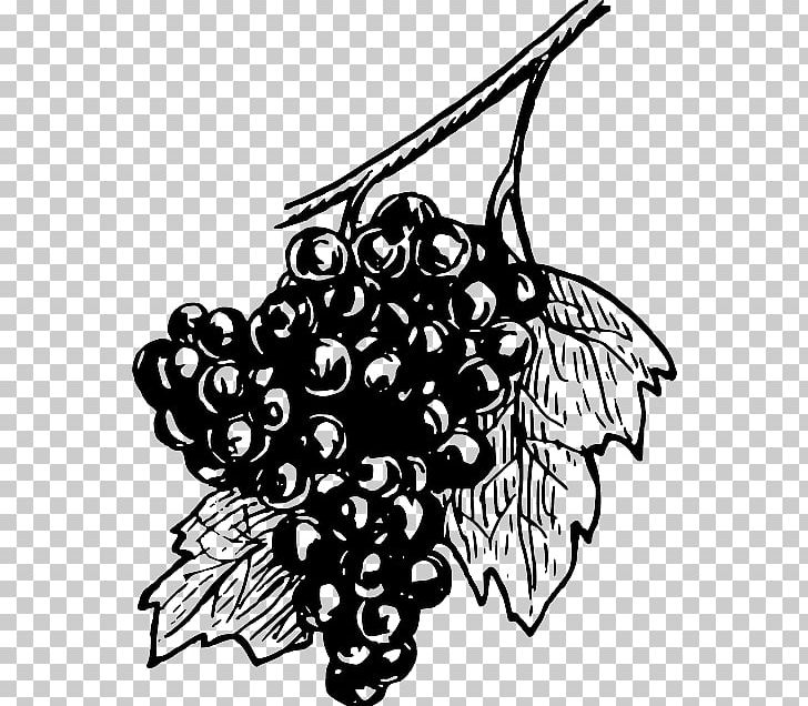 Common Grape Vine White Wine Concord Grape PNG, Clipart, Artwork, Black, Branch, Common Grape Vine, Concord Grape Free PNG Download