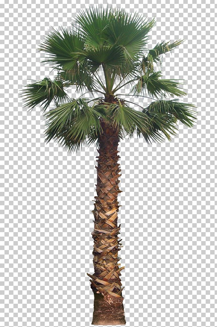 Date Palm Washingtonia Filifera Arecaceae Tree PNG, Clipart, Arecales, Areca Nut, Attalea Speciosa, Borassus Flabellifer, Botanical Name Free PNG Download