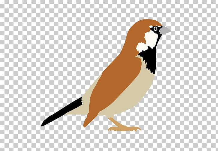 Song Sparrow Bird House Sparrow PNG, Clipart, Animals, Beak, Bird, Drawing, Fauna Free PNG Download