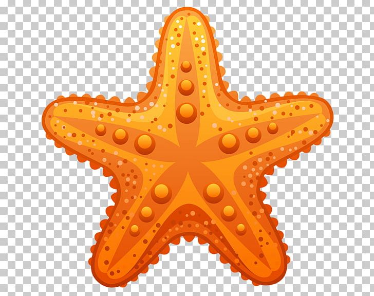 Starfish PNG, Clipart, Animals, Brittle Star, Cdr, Clip Art, Download Free PNG Download