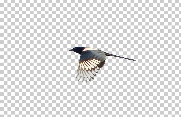 Beak Feather Wing PNG, Clipart, Animal, Asuka, Beak, Bird, Birds Free PNG Download