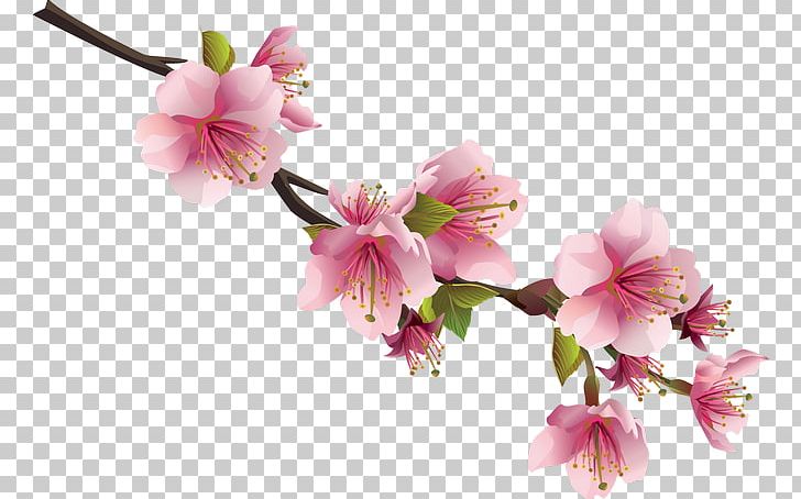 Cherry Blossom Flower PNG, Clipart, Blossom, Branch, Cherry, Cherry