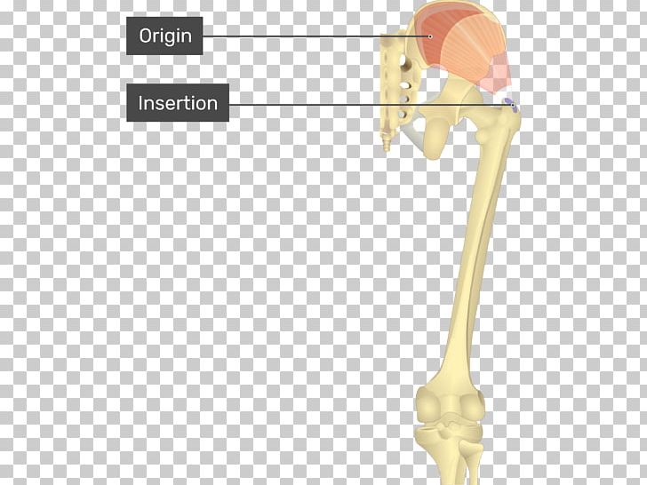 Gluteus Medius Gluteus Minimus Gluteal Muscles Origin And Insertion Piriformis Muscle PNG, Clipart, Angle, Attachment, Bone, Buttocks, Ear Free PNG Download