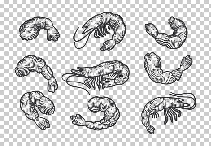 Shrimp Drawing Sketch PNG, Clipart, Animals, Artwork, Black And White, Bone, Carnivoran Free PNG Download