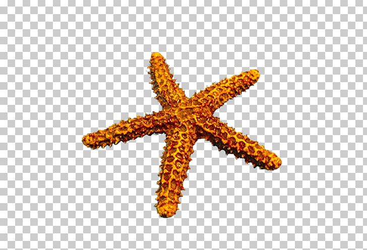 Animals Orange Starfish Cartoon PNG, Clipart, Animals, Beautiful Starfish, Cartoon Starfish, Digital Image, Echinoderm Free PNG Download