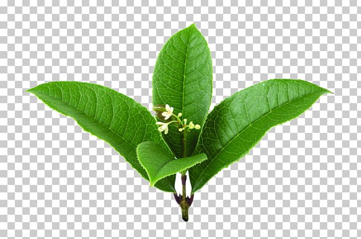 Sweet Osmanthus Leaf Cherry Blossom PNG, Clipart, Border, Cherries, Cherry, Cherry Border, Cherry Flower Free PNG Download