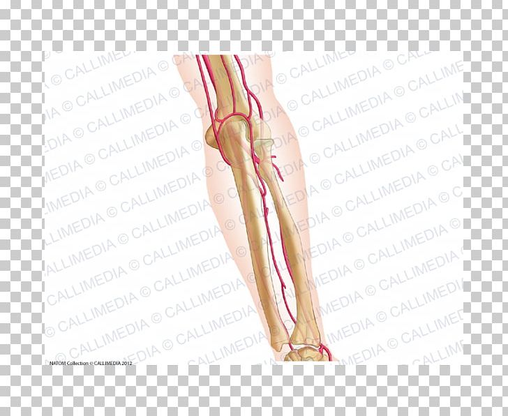 Thumb Elbow Forearm Artery Anatomy PNG, Clipart, Abdomen, Anatomy, Arm, Artery, Blood Vessel Free PNG Download