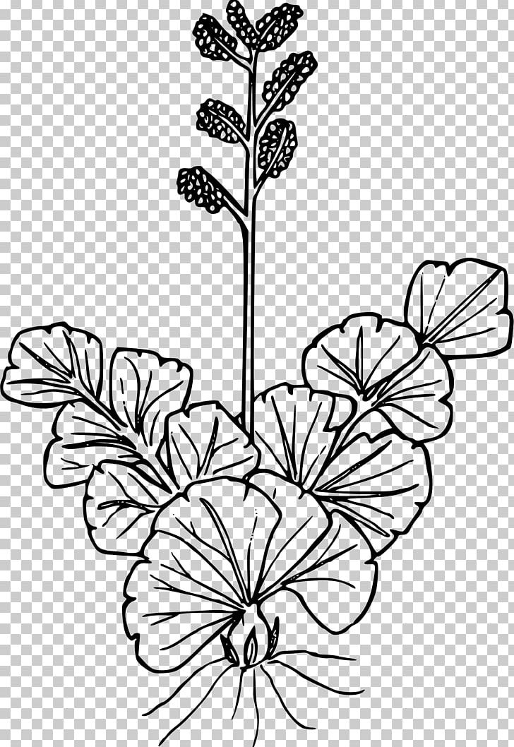 Wildflower Drawing Line Art PNG, Clipart, Black And White, Branch, Common, Computer Icons, Cut Flowers Free PNG Download