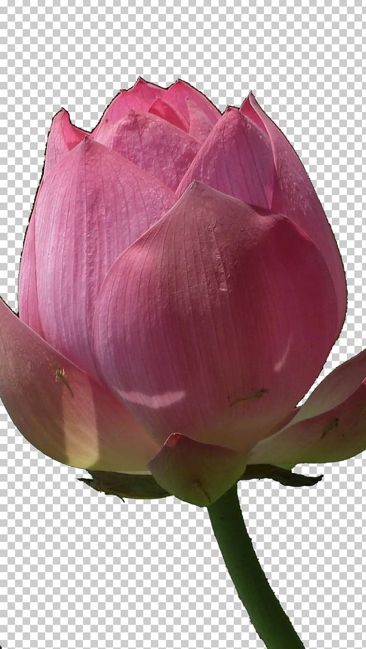 Centifolia Roses Garden Roses Bud PNG, Clipart, Buds, Centifolia Roses, Closeup, Cut Flowers, Download Free PNG Download