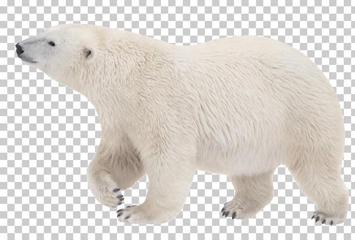 Polar Bear PNG, Clipart, Polar Bear Free PNG Download