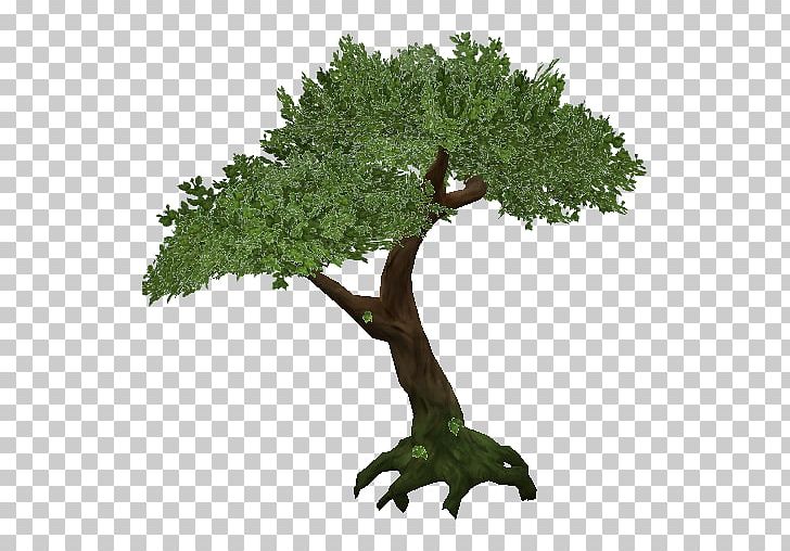 Portable Network Graphics Transparency Tree Resolution PNG, Clipart, Birch, Bonsai, Branch, Computer Icons, Desktop Wallpaper Free PNG Download