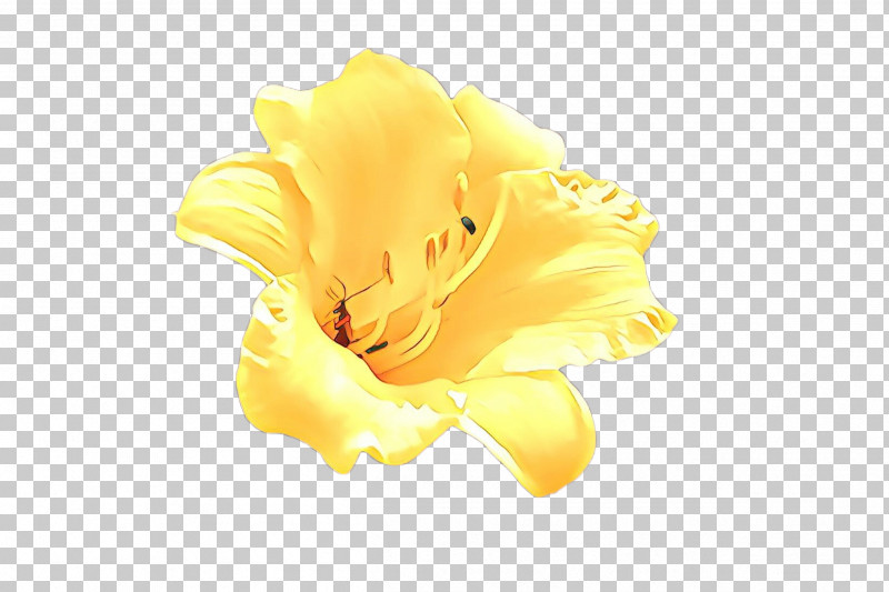 Yellow Petal Flower Plant Daylily PNG, Clipart, Beige, Daylily, Flower, Hibiscus, Iris Free PNG Download