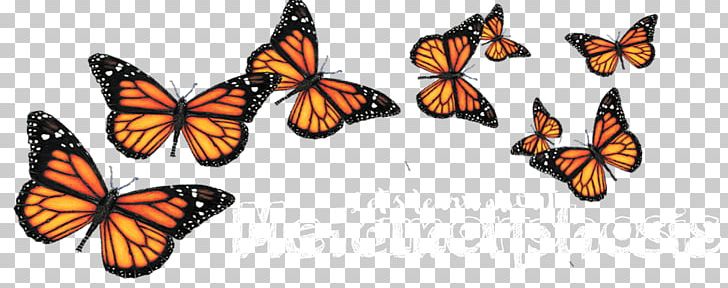 Butterfly Portable Network Graphics Insect PicsArt Photo Studio PNG, Clipart, Arthropod, Biological Life Cycle, Brush Footed Butterfly, Butterflies And Moths, Butterfly Free PNG Download