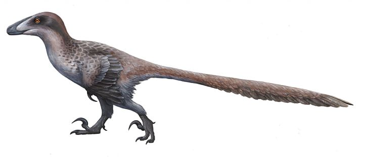 Dakotaraptor Deinonychus Sinornithosaurus Dromaeosaurus Utahraptor PNG, Clipart, Animal Figure, Beak, Bird, Dakotaraptor, Deinonychus Free PNG Download