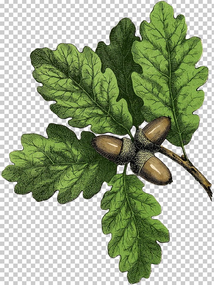 Leaf Oak Drawing Acorn Tree PNG, Clipart, Acorn, Acorn Tree, Autumn, Autumn Has Set In, Branch Free PNG Download