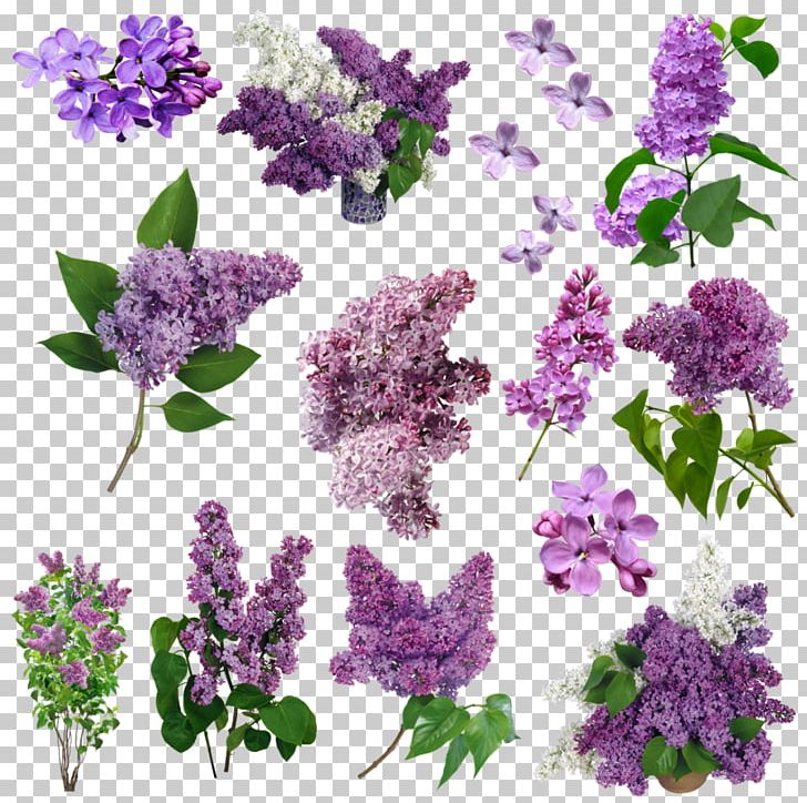 Lilac Flower Purple Violet PNG, Clipart, Annual Plant, Desktop Wallpaper, Flores, Flower, Flowering Plant Free PNG Download