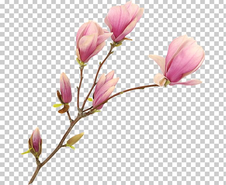 The Healing Of Jordan Young: A 21st Century Spiritual Guide To Health And Healing Cut Flowers Floral Design Bud PNG, Clipart, 21st Century, Blossom, Branch, Bud, Cut Flowers Free PNG Download