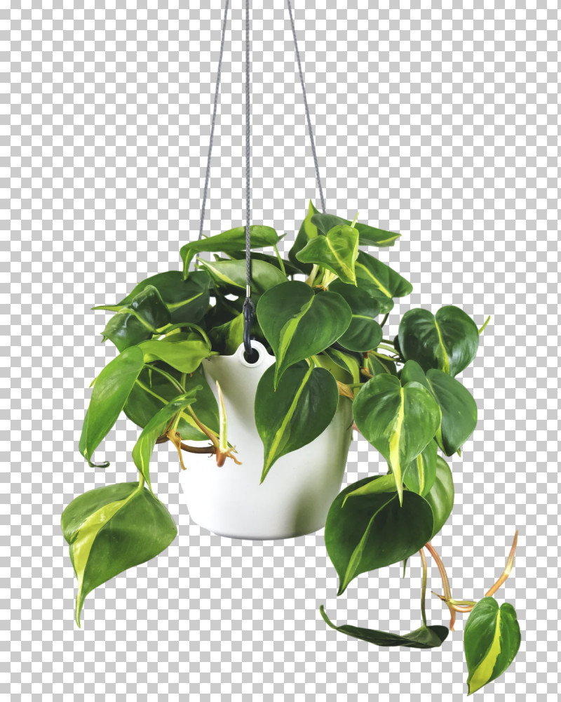 Flowerpot Ornamental Plant Branch Tree Leaf PNG, Clipart, Branch, Common Ivy, Dodaj U Korpu Prodavnica, Flowerpot, Garden Free PNG Download