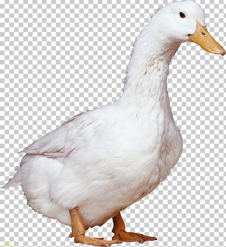 American Pekin Duck Desktop PNG, Clipart, American Pekin, Animals, Beak, Bird, Chicken Free PNG Download