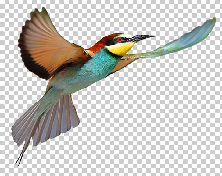 Bird Flight Bird Flight PNG, Clipart, Animal, Animals, Beak, Bird, Bird Cage Free PNG Download
