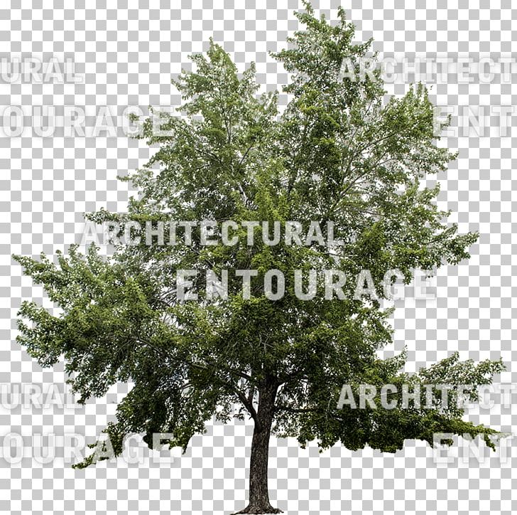 Branching Conifers PNG, Clipart, Branch, Branching, Conifer, Conifers, Evergreen Free PNG Download