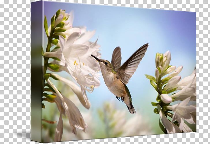 Hummingbird Flower White Beak PNG, Clipart, Art, Beak, Bird, Fauna, Flora Free PNG Download