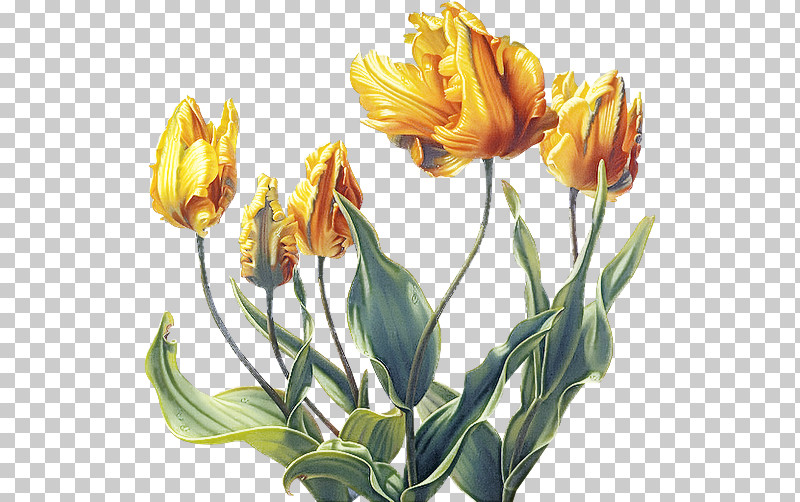 Flower Plant Tulip Yellow Lily Family PNG, Clipart, Bud, Cut Flowers, Flower, Lily Family, Petal Free PNG Download