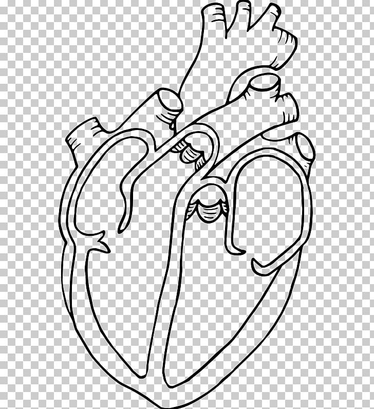 Diagram Heart Drawing Anatomy PNG, Clipart, Angle, Area, Arm, Art, Artwork Free PNG Download