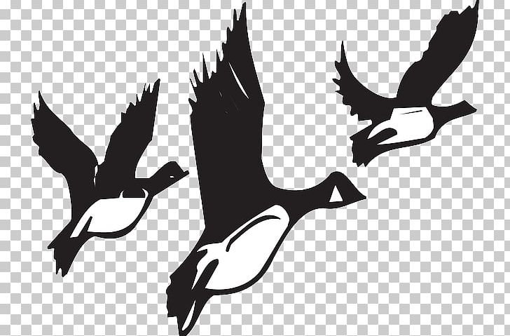 Goose Bird Migration Flight PNG, Clipart, Animal Migration, Animal Migration Cliparts, Beak, Bird, Bird Flight Free PNG Download