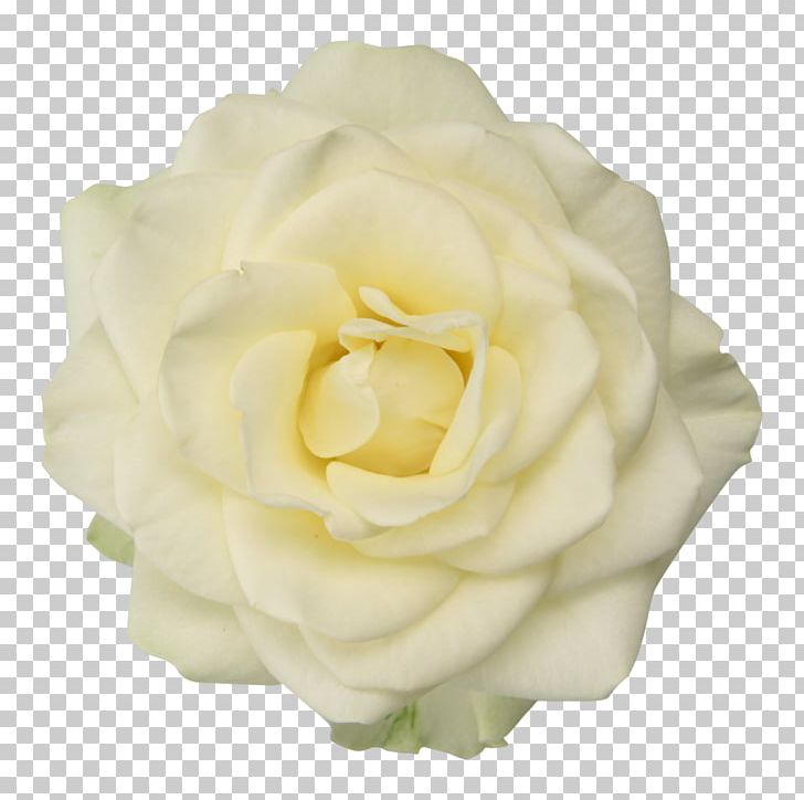 Garden Roses Cabbage Rose Floribunda Cut Flowers PNG, Clipart, Closeup, Cut Flowers, Floribunda, Flower, Flower Bouquet Free PNG Download