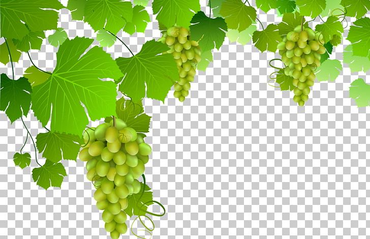 Grape Drawing PNG, Clipart, Branch, Can Stock Photo, Clip Art, Computer Icons, Drawing Free PNG Download