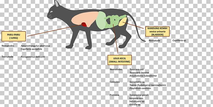 Horse Cattle Technology ResearchGate GmbH PNG, Clipart, Animal, Animals, Animal Science, Area, Carnivora Free PNG Download