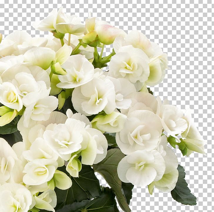 Elatior Begonia Flower Houseplant Floral Design PNG, Clipart, Artificial Flower, Begonia, Begoniaceae, Blossom, Cornales Free PNG Download