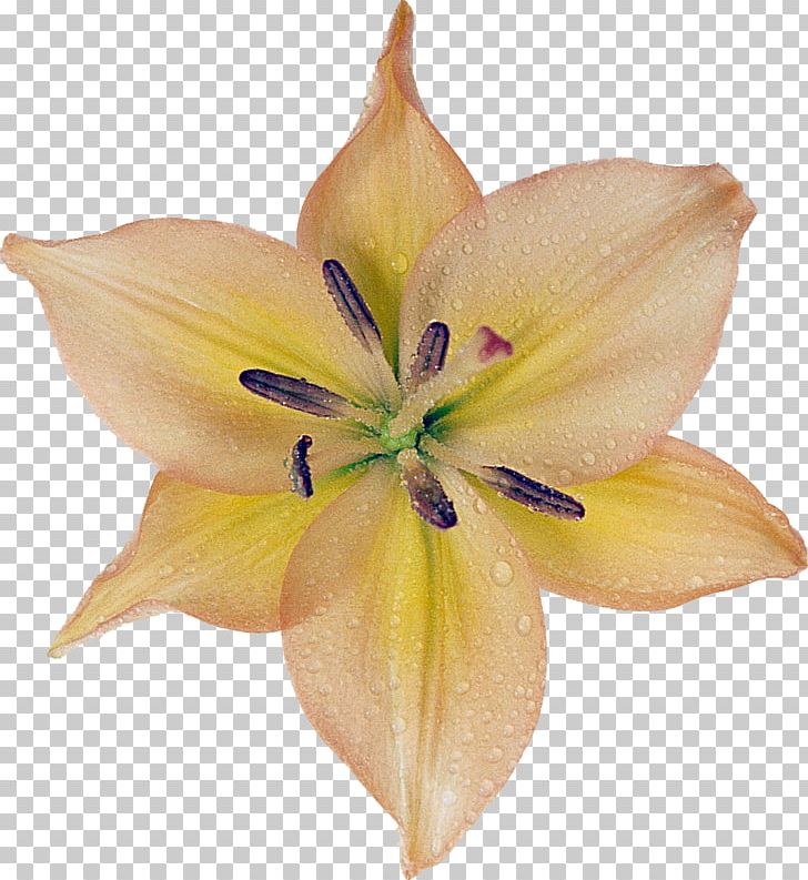 Hippeastrum Amaryllis Belladonna Daylily Peach PNG, Clipart, Amaryllis, Amaryllis Belladonna, Belladonna, Daylily, Flower Free PNG Download