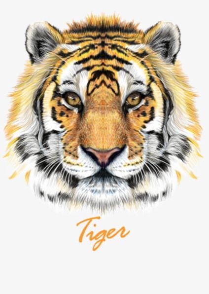 Tiger Head PNG, Clipart, Animal, Animal Head, Animals Hunting, Animals In The Wild, Bengal Tiger Free PNG Download