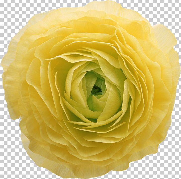 Flower Color Yellow Garden Roses PNG, Clipart, Bulb, Color, Cut Flowers, Digital Image, Floribunda Free PNG Download